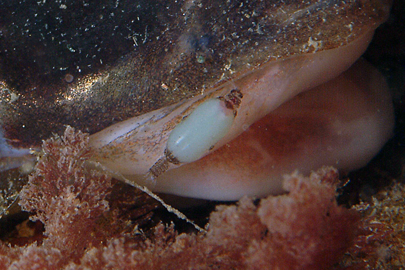 Symphodus tinca con parassita